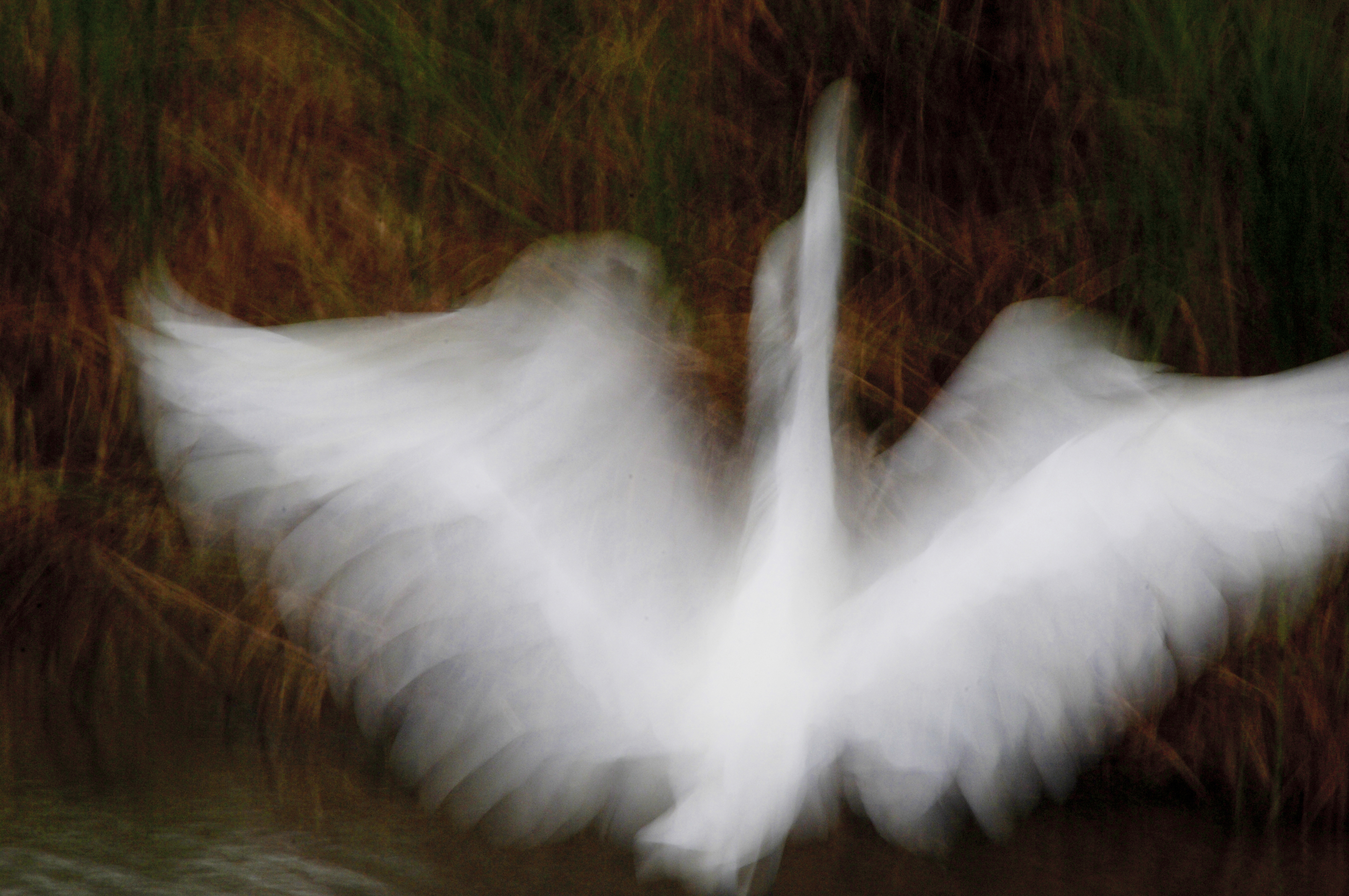 Great white heron lifting into flight with motion blur, fine art wildlife photograph