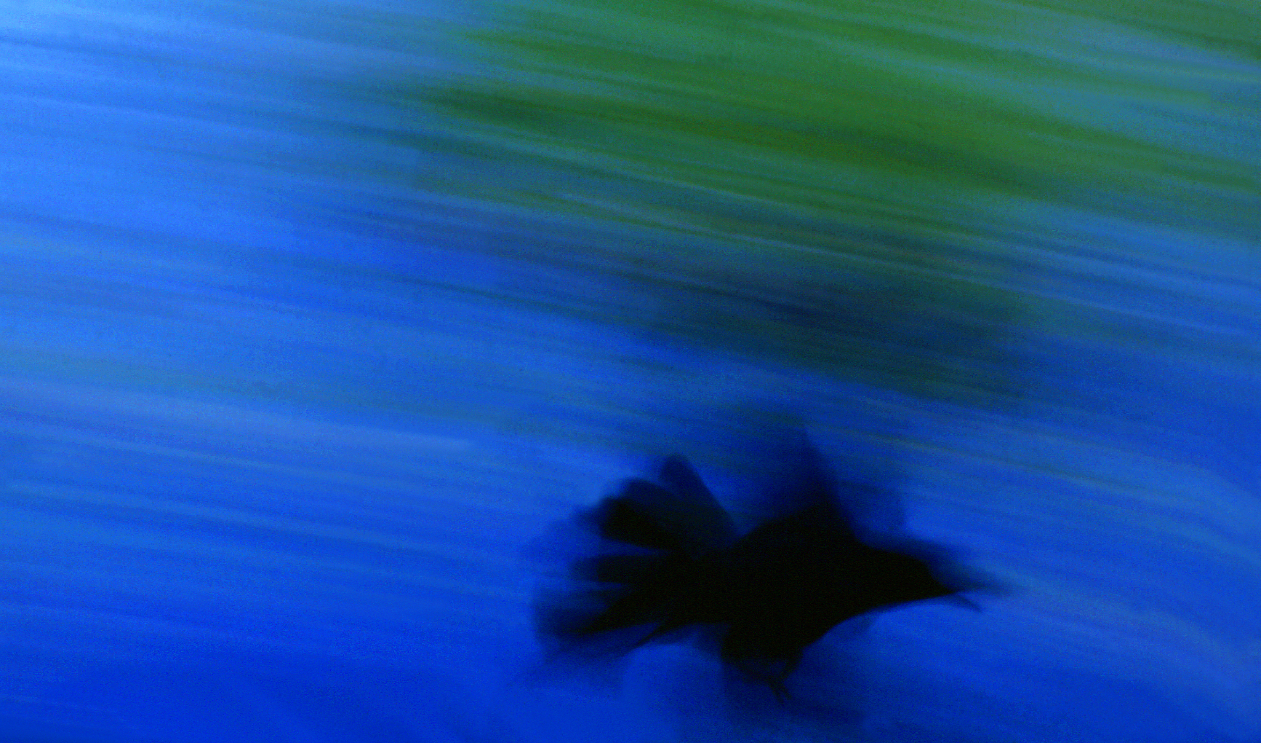 Abstract motion photograph of a bird in flight along Barton Creek in Austin, Texas