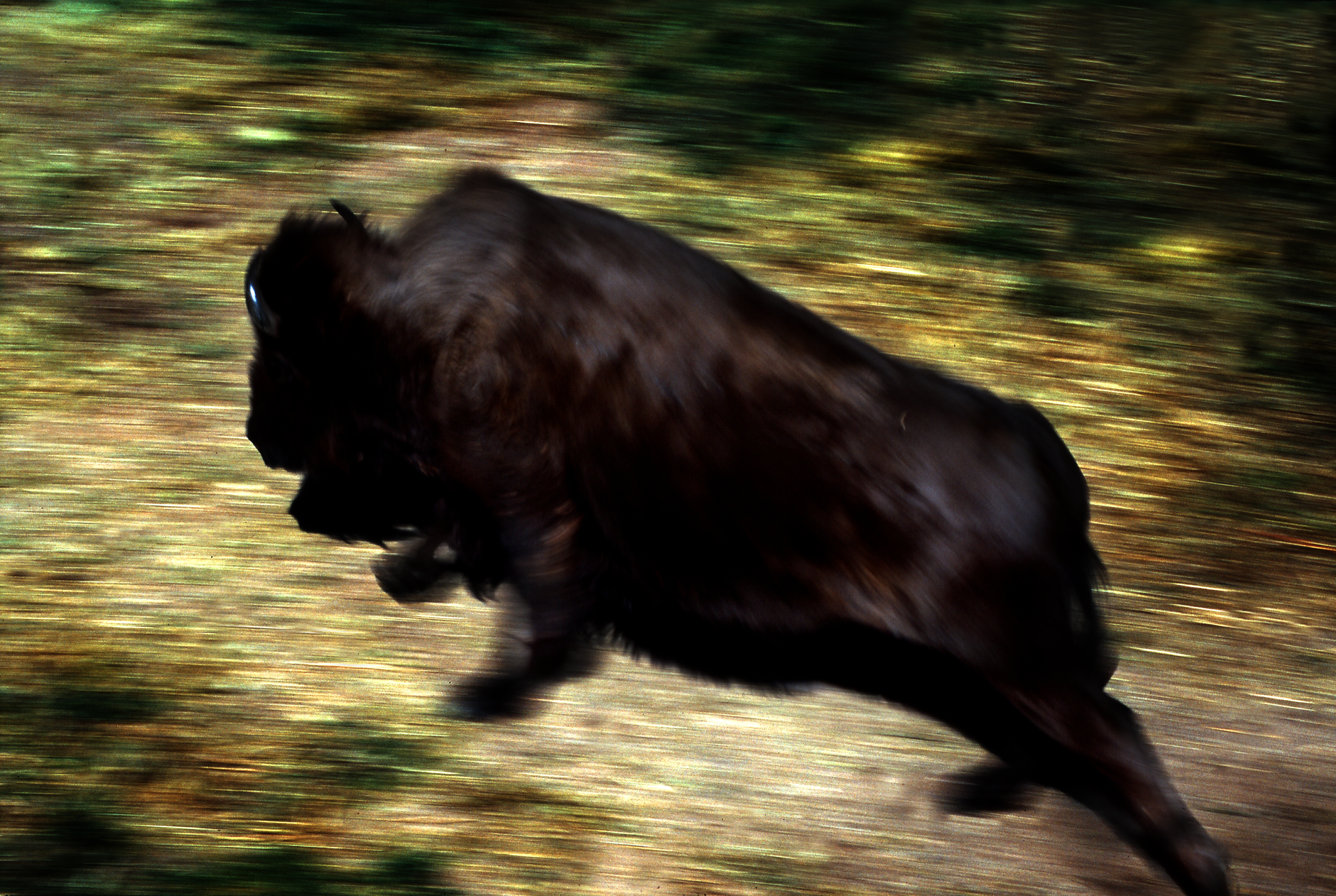 American bison moving through grassland in Custer State Park, fine art wildlife photograph