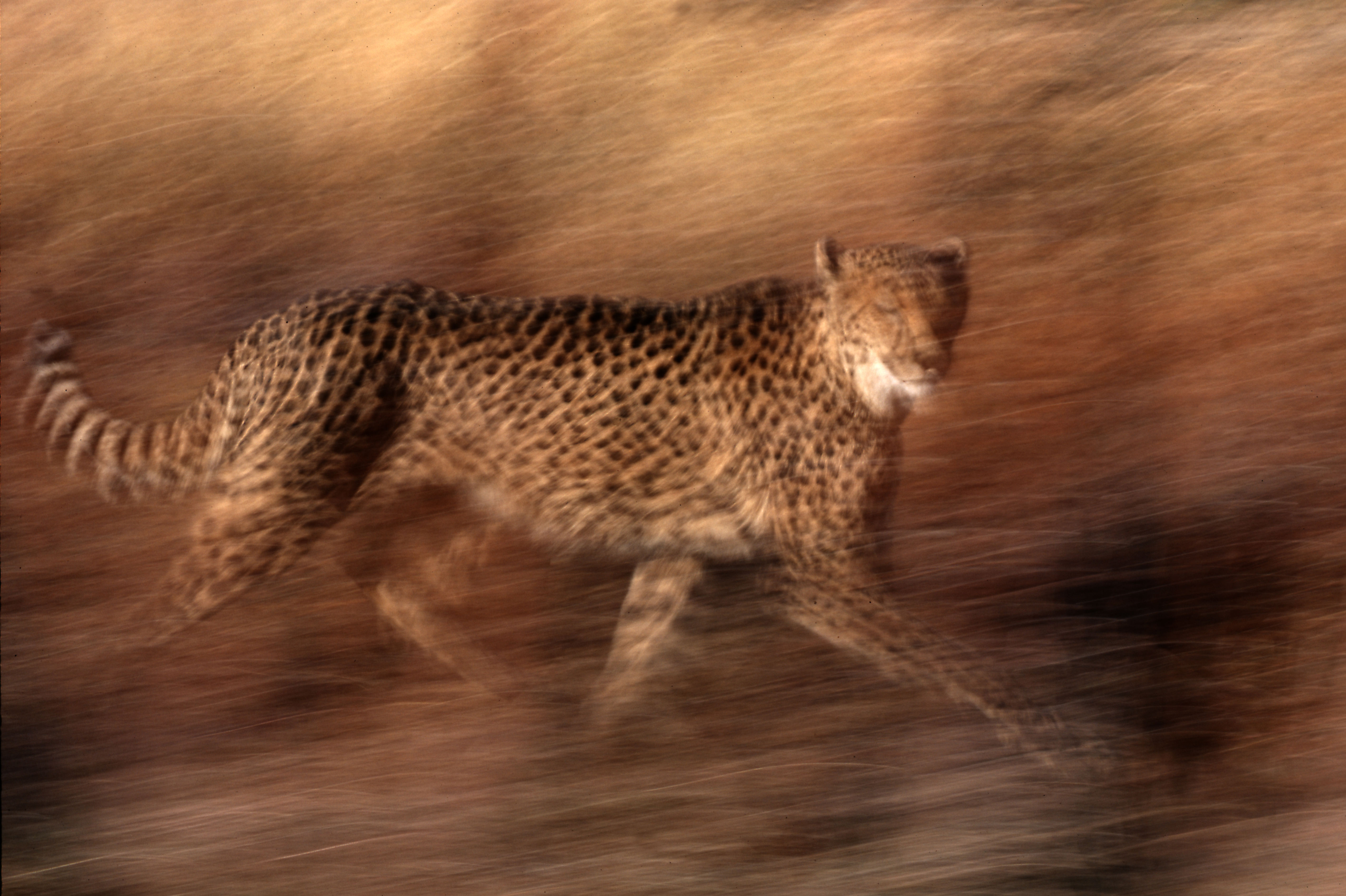 Cheetah running in motion with blurred background, fine art wildlife photograph
