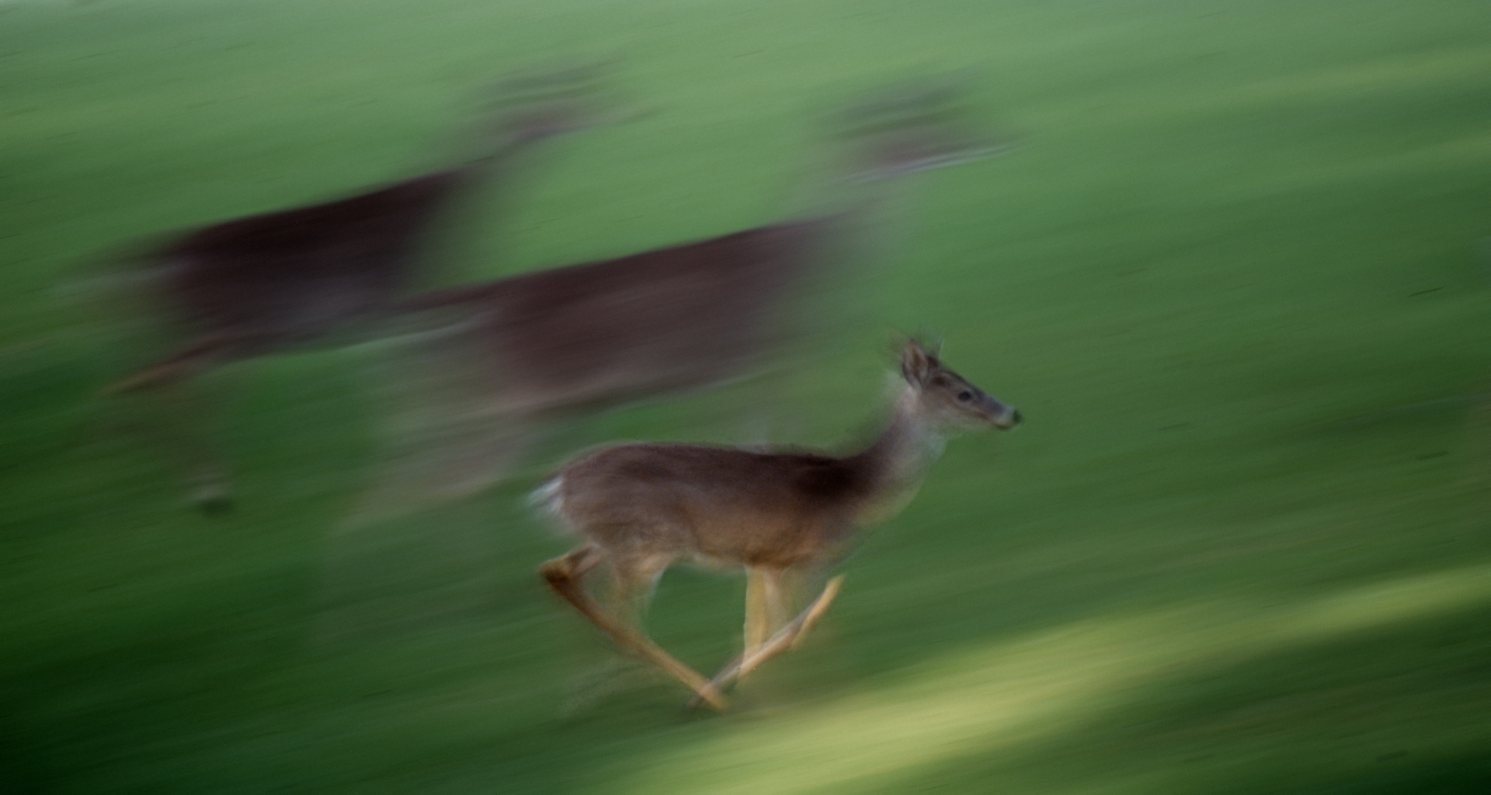 Deer running in motion through open pasture, fine art wildlife photograph