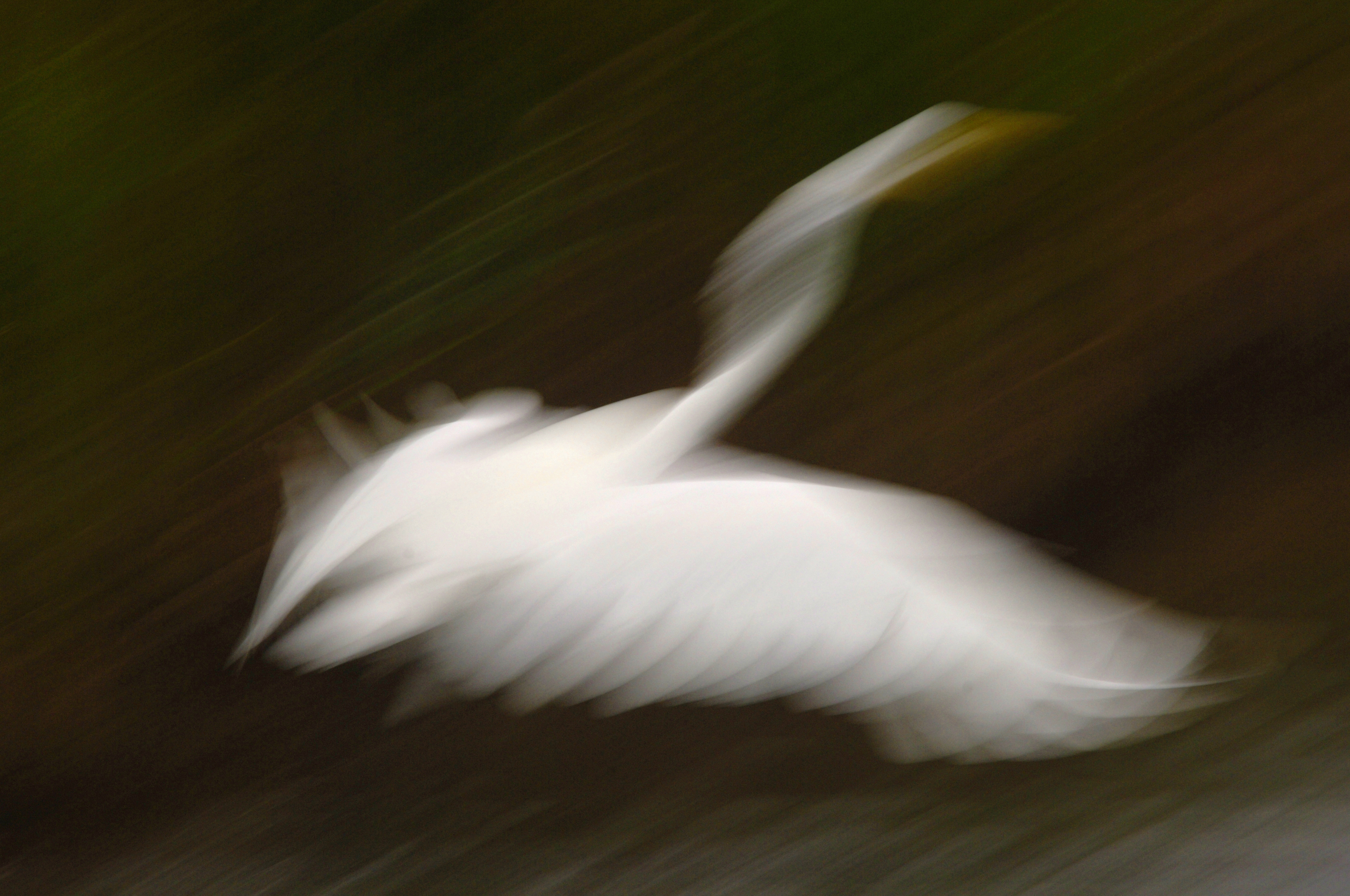 Great white heron lifting into flight with motion blur, fine art wildlife photograph
