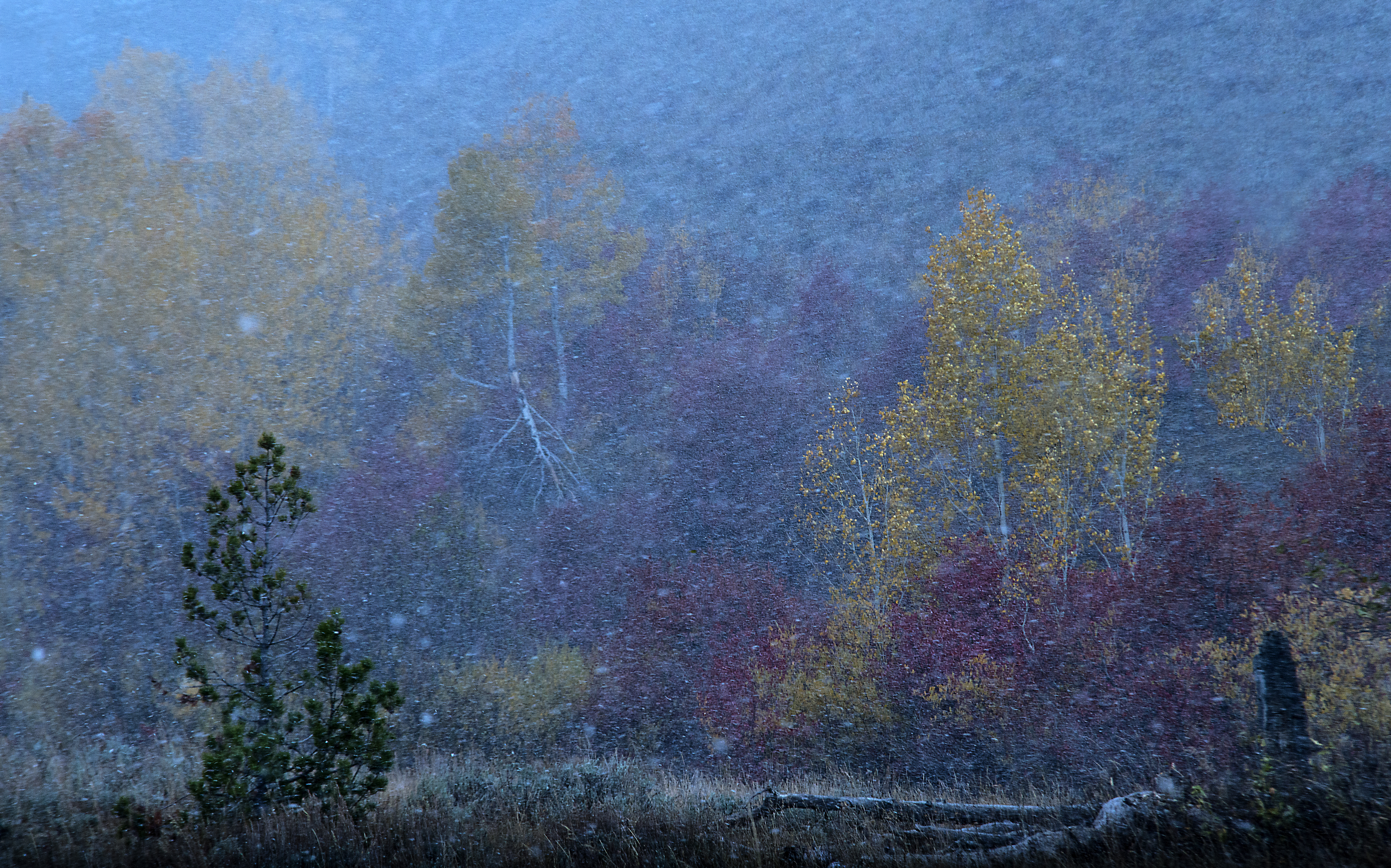 Autumn landscape with trees partially obscured by fog, fine art nature photograph